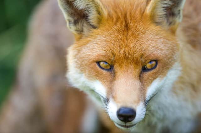 It is legal to trap foxes and rabbits using snares, provided the person setting the traps has official training and keeps records. Picture: Getty Images/iStockphoto