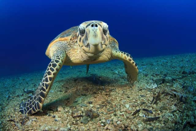 Hawksbill Sea Turtle