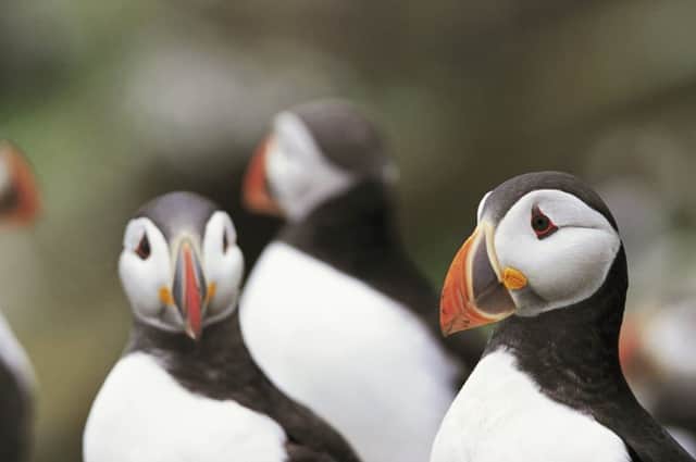 Puffins in Scotland will be tagged as part of a new Â£50,000 project aimed at halting declines and safeguarding the species' survival