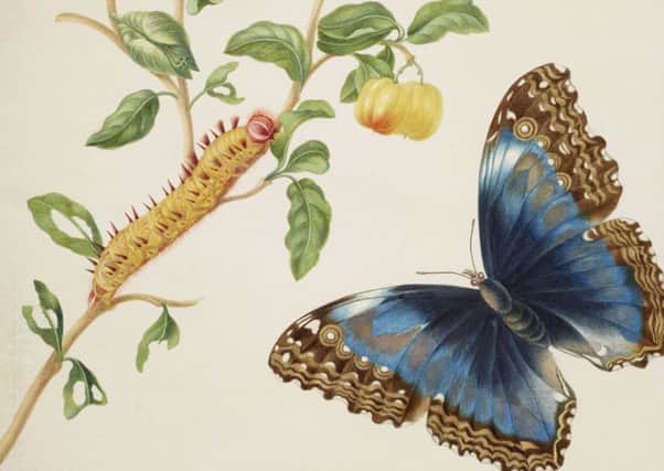 Detail from Branch of West Indian Cherry with Achilles Morpho Butterfly, 1702-03, by Maria Marian,
at The Queen's Gallery. Picture: Royal Collection Trust