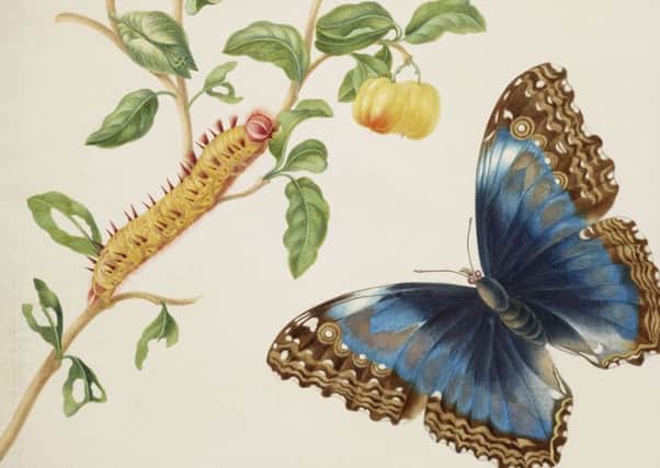Detail from Branch of West Indian Cherry with Achilles Morpho Butterfly, 1702-03, by Maria Marian,
 at The Queen's Gallery. Picture: Royal Collection Trust