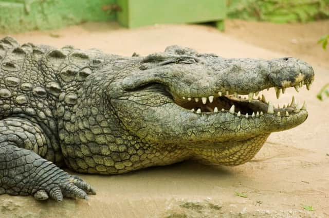 Authorities have said they will give the man-eating crocodile a home if they capture it (File photo: Ian Georgeson)