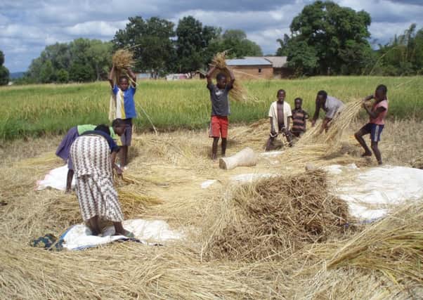 Smallholder farmers tending their fields in Malawi