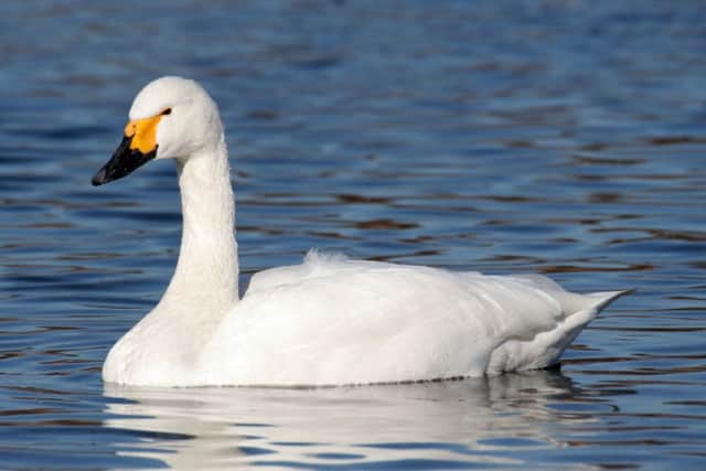 Ms Dench is raising awareness of the endangered Bewick's swan. Picture: Contributed