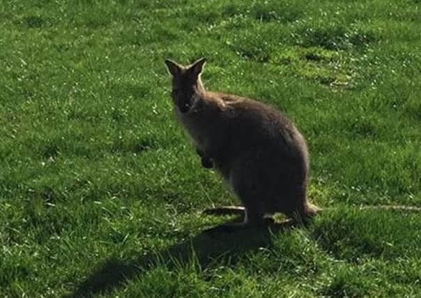 Mick the baby wallaby. Picture: Contributed