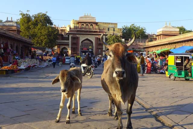 Sacred cows on the market place, Jaipur