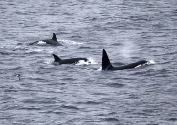 Orcas spotted off the Scottish coast during the Seawatch Foundation annual count