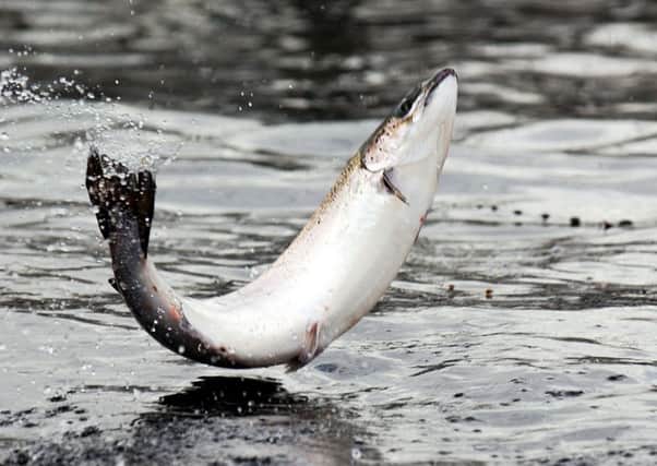A salmon leaps in the nets of a salmon farm. Picture: TSPL