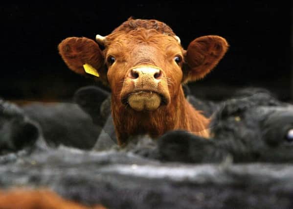 NFU Scotland said efficiencies alone can't make beef production profitable. Picture: David Cheskin/PA