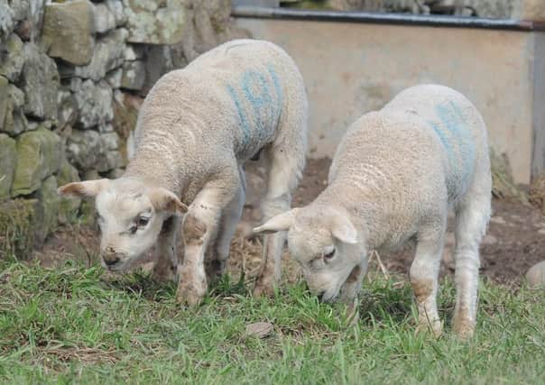 Schmallenberg causes birth deformities in lambs. Picture: Kimberley Powell