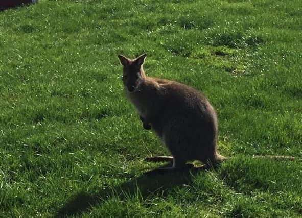 The wallaby died after it was chased around its enclosure by five boys (Photo: Police Scotland)