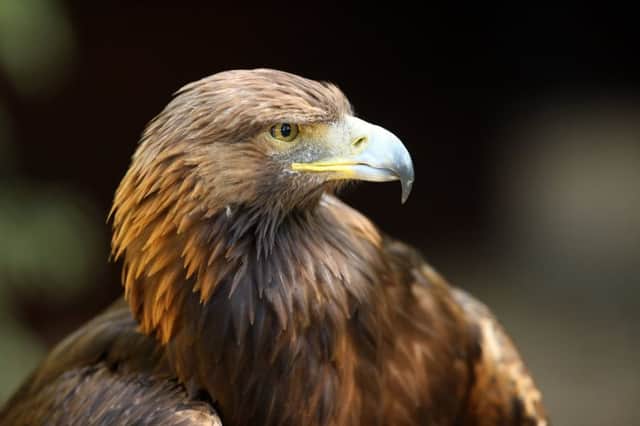There is habitat for ten to 16 pairs of golden eagles in the south of Scotland  though at present there are only two to four pairs. Picture: Getty Images/iStockphoto