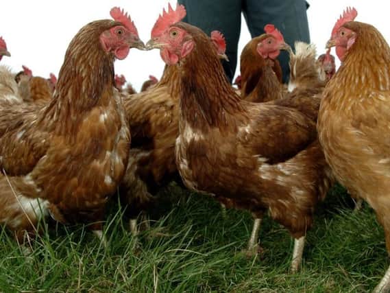 Farm chickens's six week lifespan is not long enough to generate immune response.