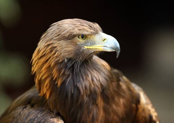 There is a plan to boost the number of Golden Eagles in south west Scotland backed by Heritage Lottery Fund money.