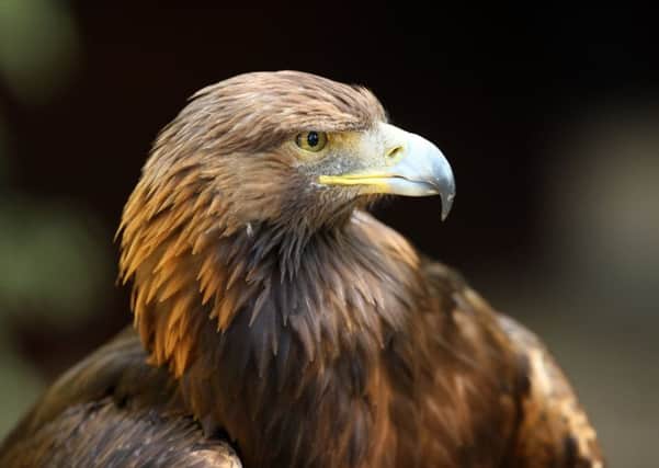 There is a plan to boost the number of  Golden Eagles in south west Scotland backed by Heritage Lottery Fund money.