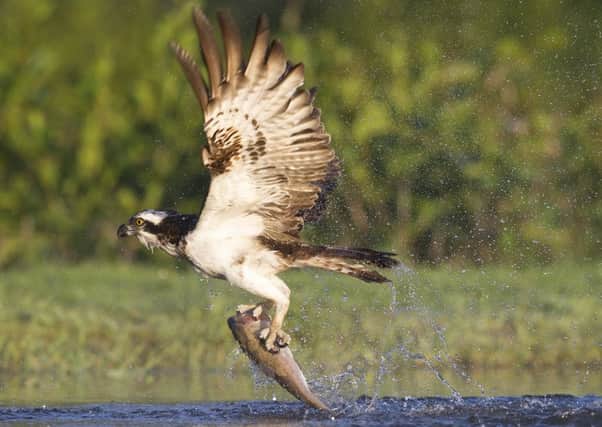 The osprey was among the bird of prey species hit by wildlife crimes in Scotland last year.  Picture: Ian Rutherford