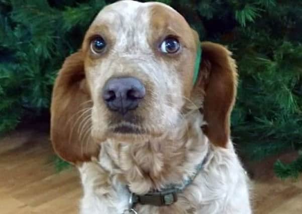 William, the care home dog. Picture: NHS Highlands