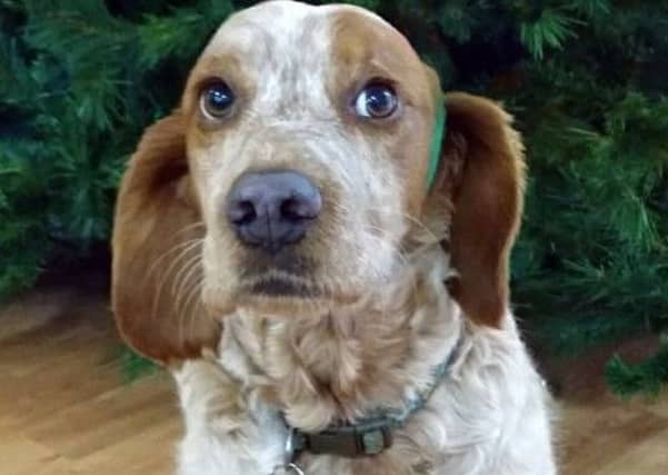 William, the care home dog. Picture: NHS Highlands