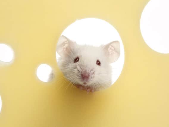 Scientists carried out Alzheimer's testing on mice.