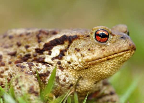 Common toads have suffered serious declines due to a range of threats - including road deaths during spring migration to and from breeding sites