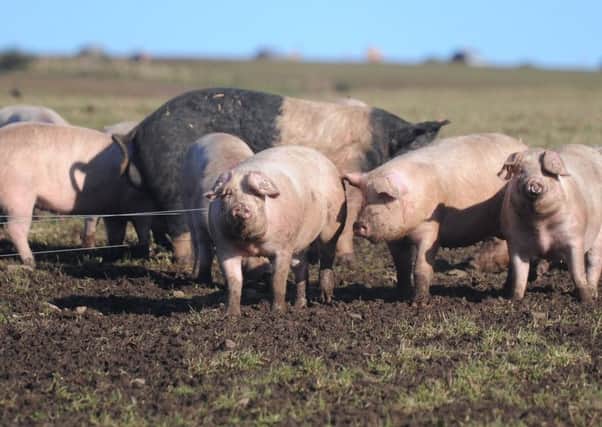 Farmgate pig prices are up sharply on 2016 levels, according to Quality Meat Scotland. Picture: Kimberley Powell