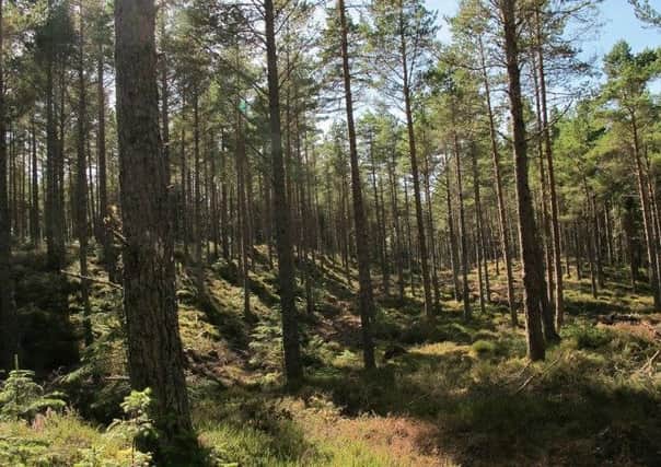 Pine forest on Sutherland Estate. Picture: Contributed