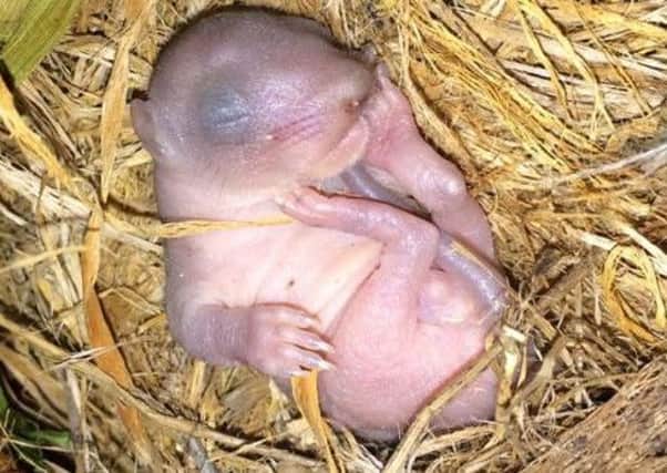Baby squirrel Billy. Picture: SSPCA