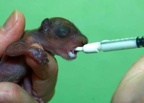 The rescued baby squirrel being fed. Picture: SSPCA