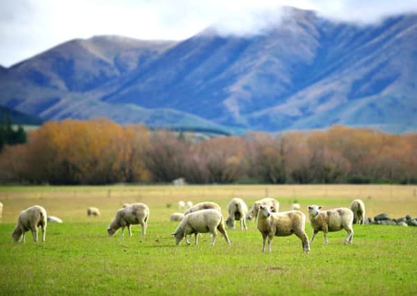 New Zealand is the top destination people lie about visiting to present themselves as more cultured