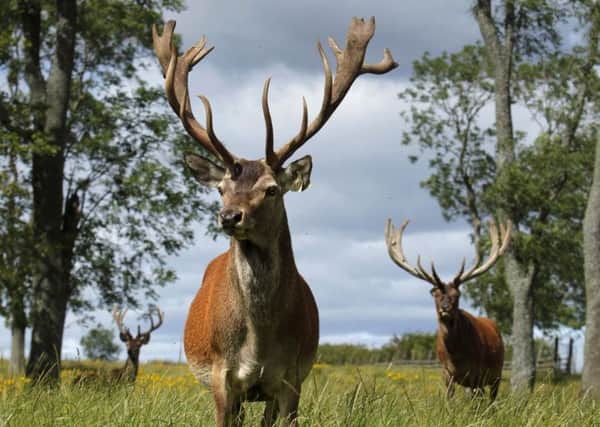 A herd of Red Deer at Beecraigs Country Park near Linlithgow, West Lothian. 
Picture Credit : Paul Tomkins / VisitScotland
