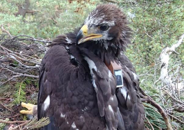 Bird 338 in its Deeside nest after being tagged in July 2016. The sudden lack of data from the tag suggests the bird is no longer alive. Picture: PA
