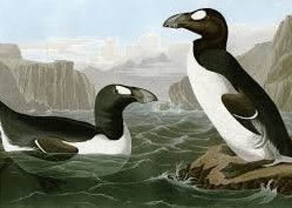 The last Great Auk in the British Isles was killed on St Kilda in 1840. PIC: Wikimedia.