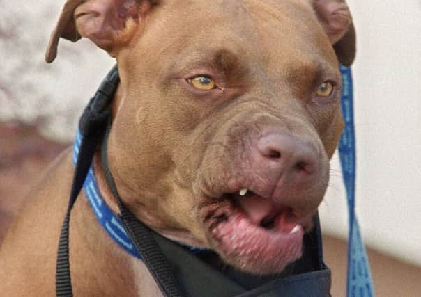 The pitbull type dogs were shot dead after three people were hurt in Bolton (File photo: JOEL ROBINE/AFP/Getty Images)