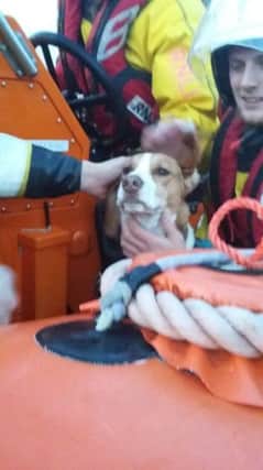 The RNLI crew saved Bailey after he fell from atop a cliff. Picture: RNLI Stonehaven