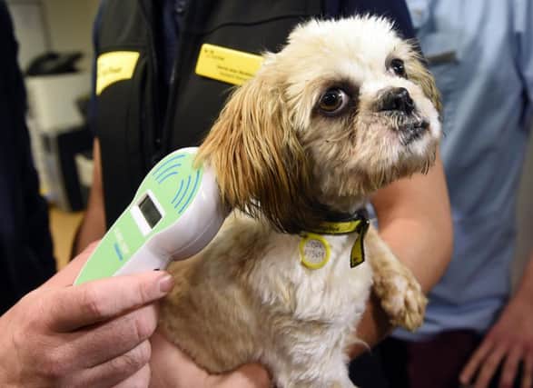 Microchipping dogs is now compulsory in Scotland. Picture: Lisa Ferguson/TSPL
