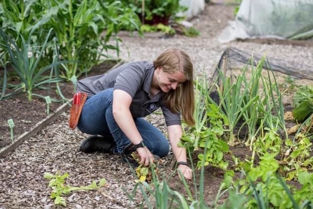 A trainee weeds her plot on a student allotment