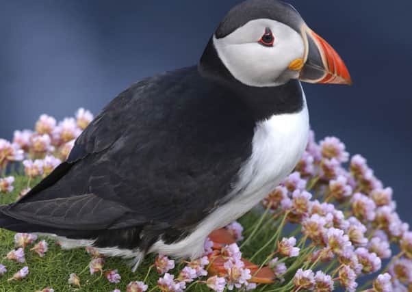 Picture Shows: Puffin in thrift on Fair Isle.