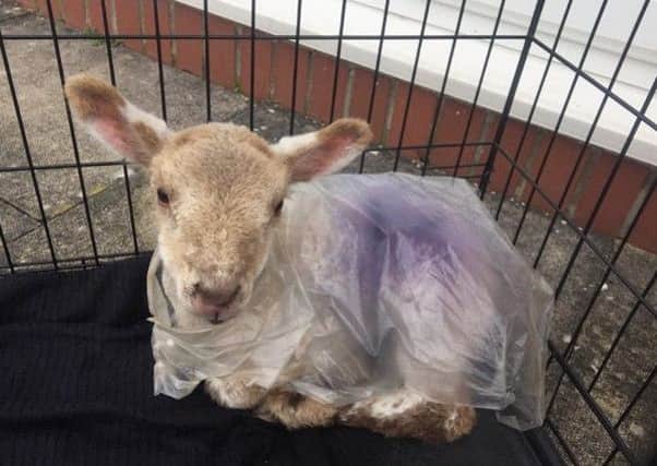 The stray lamb was found on a road in Dumfries. Picture: SSPCA