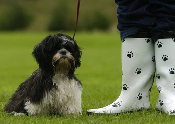 MSPs dogs will be pitted against each other in a vote. Picture: TSPL