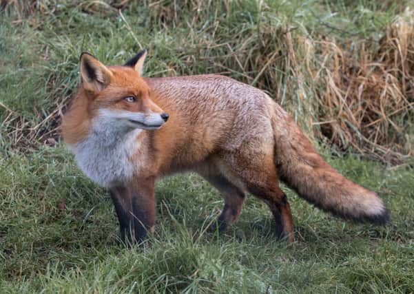 About 160 foxes are killed every year by hunt hounds
