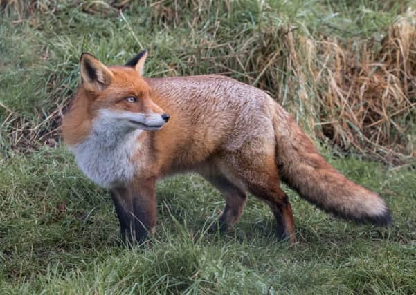 About 160 foxes are killed every year by hunt hounds