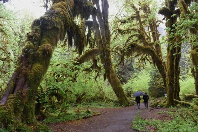 Trees swathed in moss in the Hoh Rainforest, Washington State. Photograph: Lisa Young