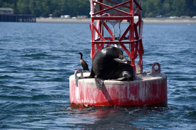 A duck and a sea lion on a buoy at the entrance to Port Townsend harbour. Photograph: Lisa Young