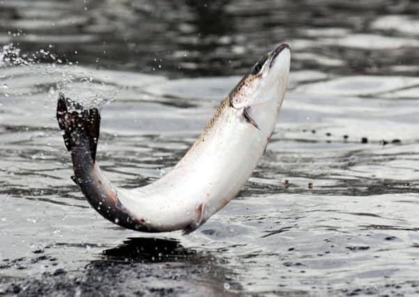 Scotland's salmon farms have a serious problem with sea lice infection.