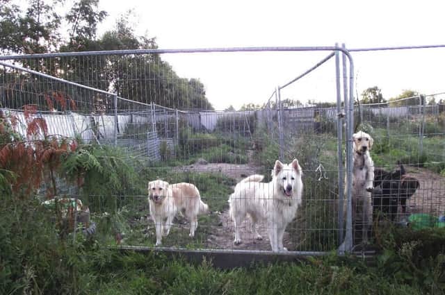 Scottish Labour has pledged a clampdown on illegal puppy farms. Picture: Contributed