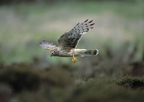 Campaigners are calling for measures to protect eagles, falcons and hawks. Picture: Andy Hay