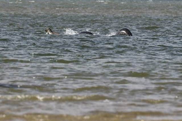 Convincing photo of Nessie, or strategically placed seals? Picture: Contributed