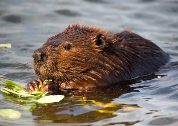 A new study aims to discover how many beavers are living wild around Tayside in a population that is thought to have sprung from animals that escaped or were illegally released from captivity