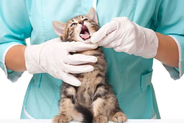 Cat owners are more likely to risk paying for expensive treatments than dog owners. Picture: iStockphoto/Getty