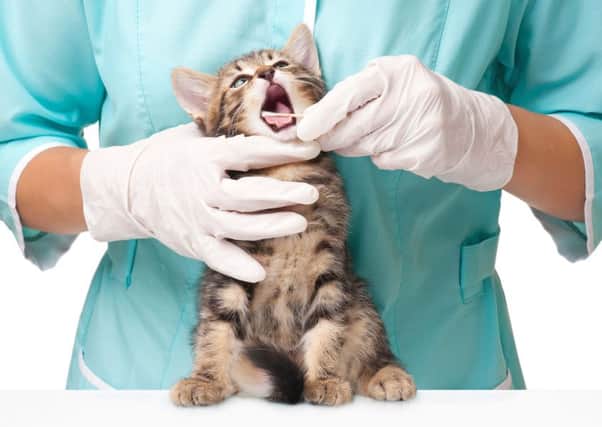 Cat owners are more likely to risk paying for expensive treatments than dog owners. Picture: iStockphoto/Getty
